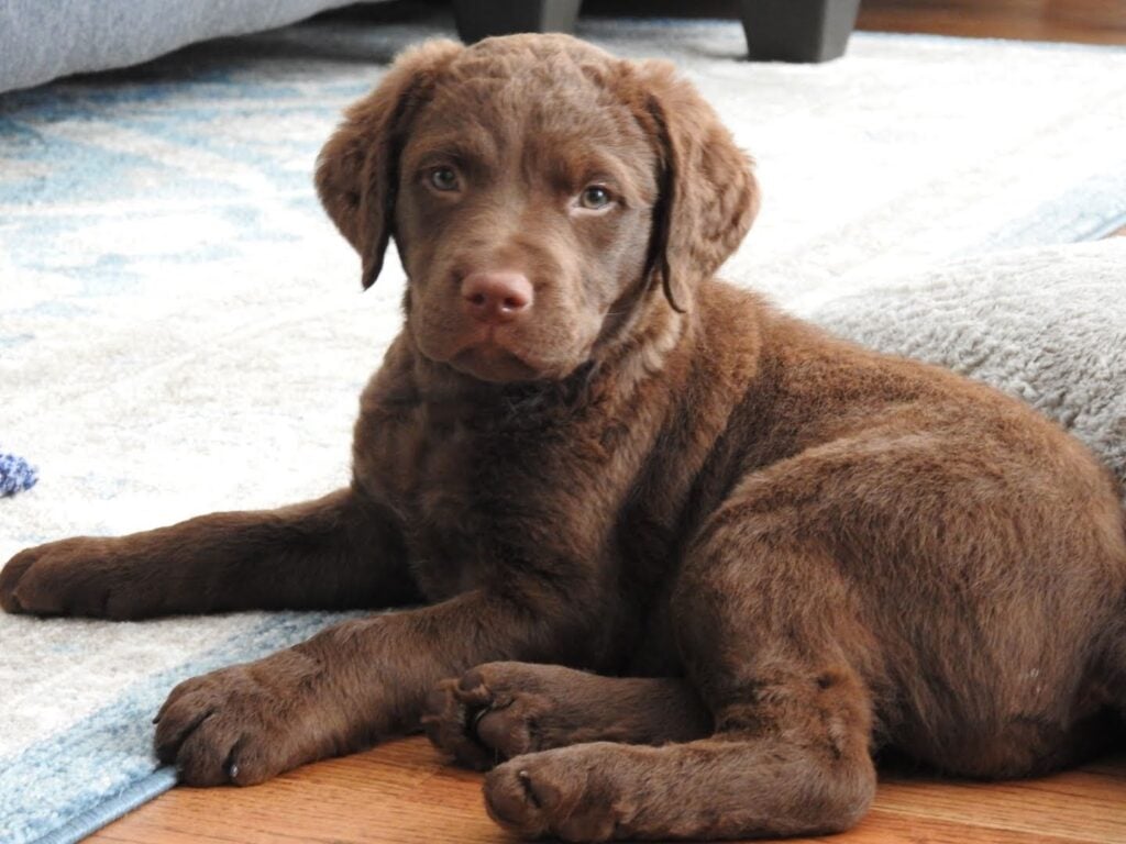 Sumea-Pallo-cheseapeake-bay-puppy