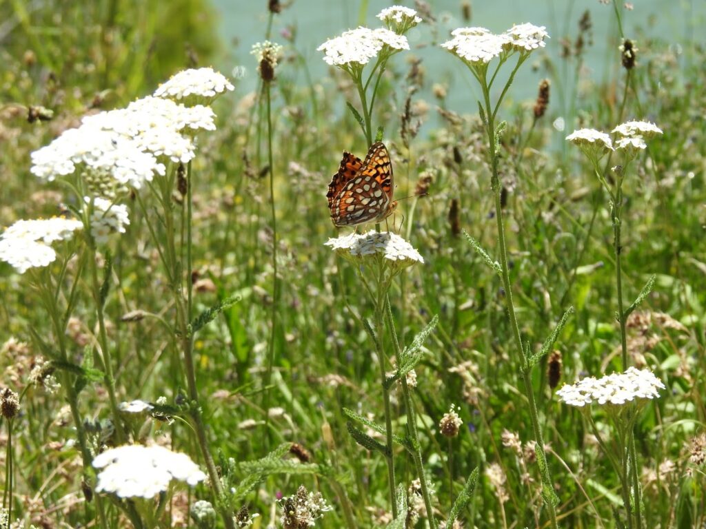 butterfly on the trail