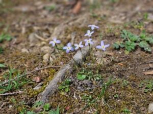 tiny flowers