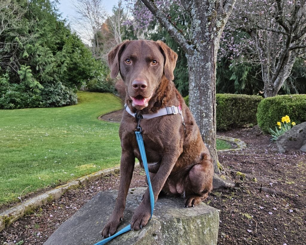 Chessie dog on a rock during a walk in Washington