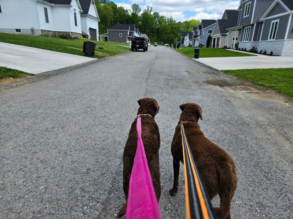 brown dogs walking on a leash in a small neighborhood